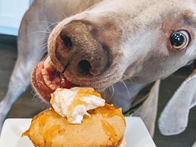 Treat your doggo to a canine-friendly treat and a free nail trim at the grand opening of the new <a href="https://www.thestranger.com/events/42958753/downtown-dog-lounge-bakery-grand-opening">Downtown Dog Lounge Bakery</a>.