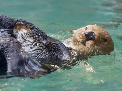 Watch this guy (we're naming him Tom) float around all day with his friends via the Seattle Aquarium's <a href="https://www.thestranger.com/events/43227201/seattle-aquarium-live-cams">live sea otter cam</a>.