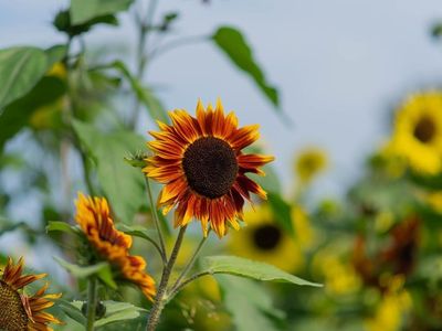 We're entering peak <a href="https://everout.com/stranger-seattle/events/?category=in-person-farm-event">sunflower season</a>, and Bob's Corn Maze and Pumpkin Farm is kicking it off with the first days of their third annual in-person <a href="https://everout.com/stranger-seattle/events/bob-corn-sunflower-experience/e34655/">Sunflower Experience</a> this weekend.
