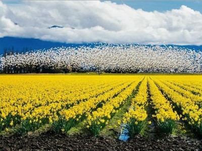 The seventh annual <a href="https://everout.com/seattle/events/7th-annual-la-conner-daffodil-festival-2021/e55637/">La Conner Daffodil Festival</a> continues this weekend! In addition to following their map of places to see fields of blooms, you can buy your own bouquets from Kiwanis Club members and Boy Scout troops around town.