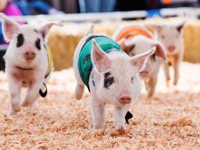 The <a href="https://everout.com/seattle/events/drive-thru-spring-fair/e99353/">Washington State Spring Fair</a> has returned, drive-thru style! Cruise to Puyallup to enjoy pig races, a <a href="https://everout.com/seattle/events/88th-annual-daffodil-parade/e55603/">Daffodil Parade</a>, and more.