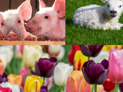 Up for a southbound day trip to Buckley, Washington? Maris Farms' three-weekend-long <a href="https://everout.com/seattle/events/baby-animals-and-blooms-days/e99363/">Baby Animals and Blooms Days</a> kicks off this Saturday. Spots are limited, so be sure to reserve a ticket online.