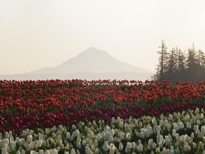 It's the last weekend to drive down to Woodburn for the <a href="https://everout.com/portland/events/wooden-shoe-tulip-festival/e42094/">Wooden Shoe Tulip Festival</a>!
