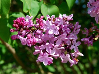 This weekend is your last chance to take in fragrant blooms at Hulda Klager Lilac Gardens' <a href="https://everout.com/portland/events/lilac-days/e99723/">Lilac Days</a>. Bring your mom!