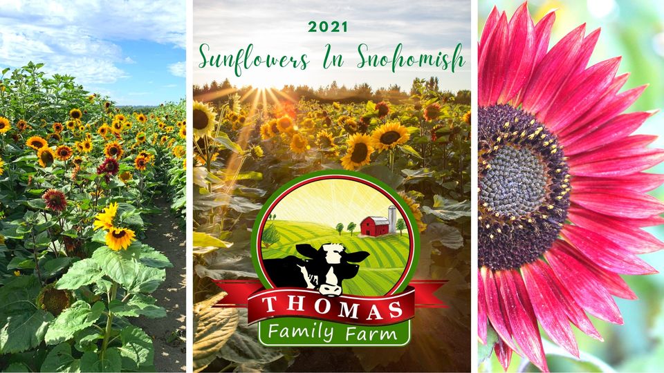 Sunflowers in Snohomish at Thomas Family Farm 2021 at Thomas Family