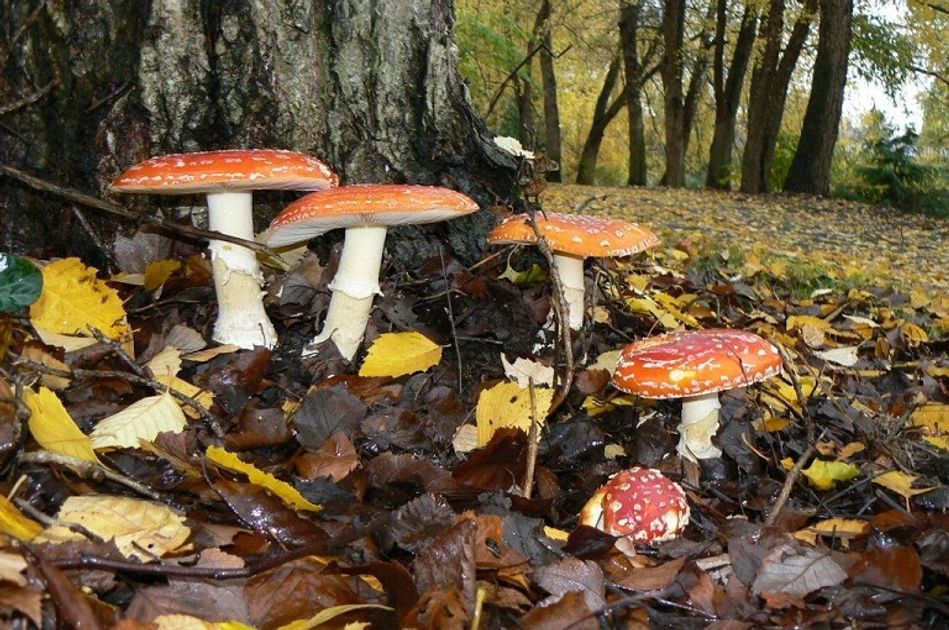 34-cheap-easy-seattle-events-this-weekend-october-22-24-2021