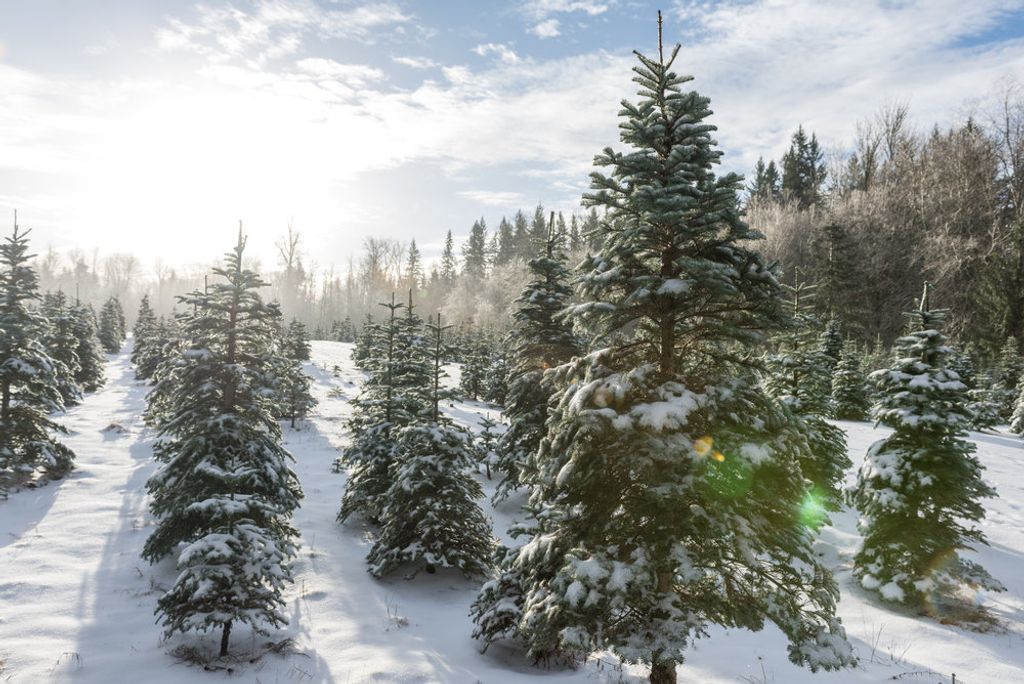 Winter Tree Decorating - Sweet Valley Acres