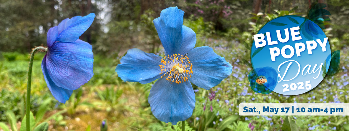 Blue Poppy Day at Rhododendron Species Botanical Garden in Federal Way ...