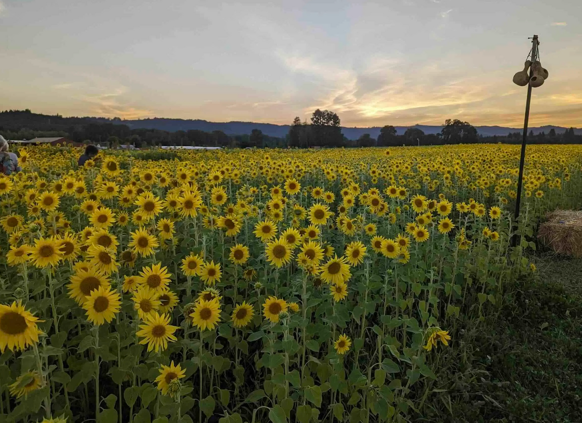 Sunflower Fields at Topaz Farm at Topaz Farm in Portland, OR - Every ...