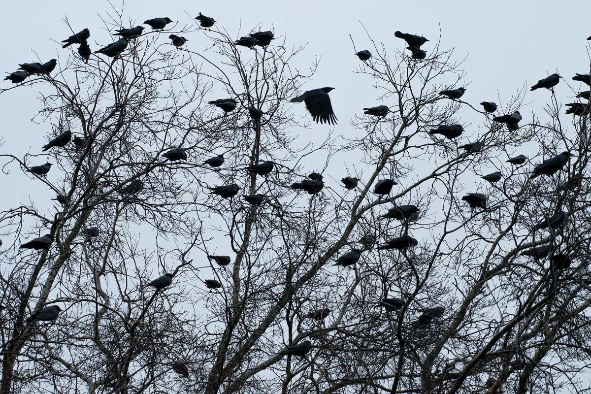 Science On Tap: The Counting of Crows at Alberta Rose Theatre in ...