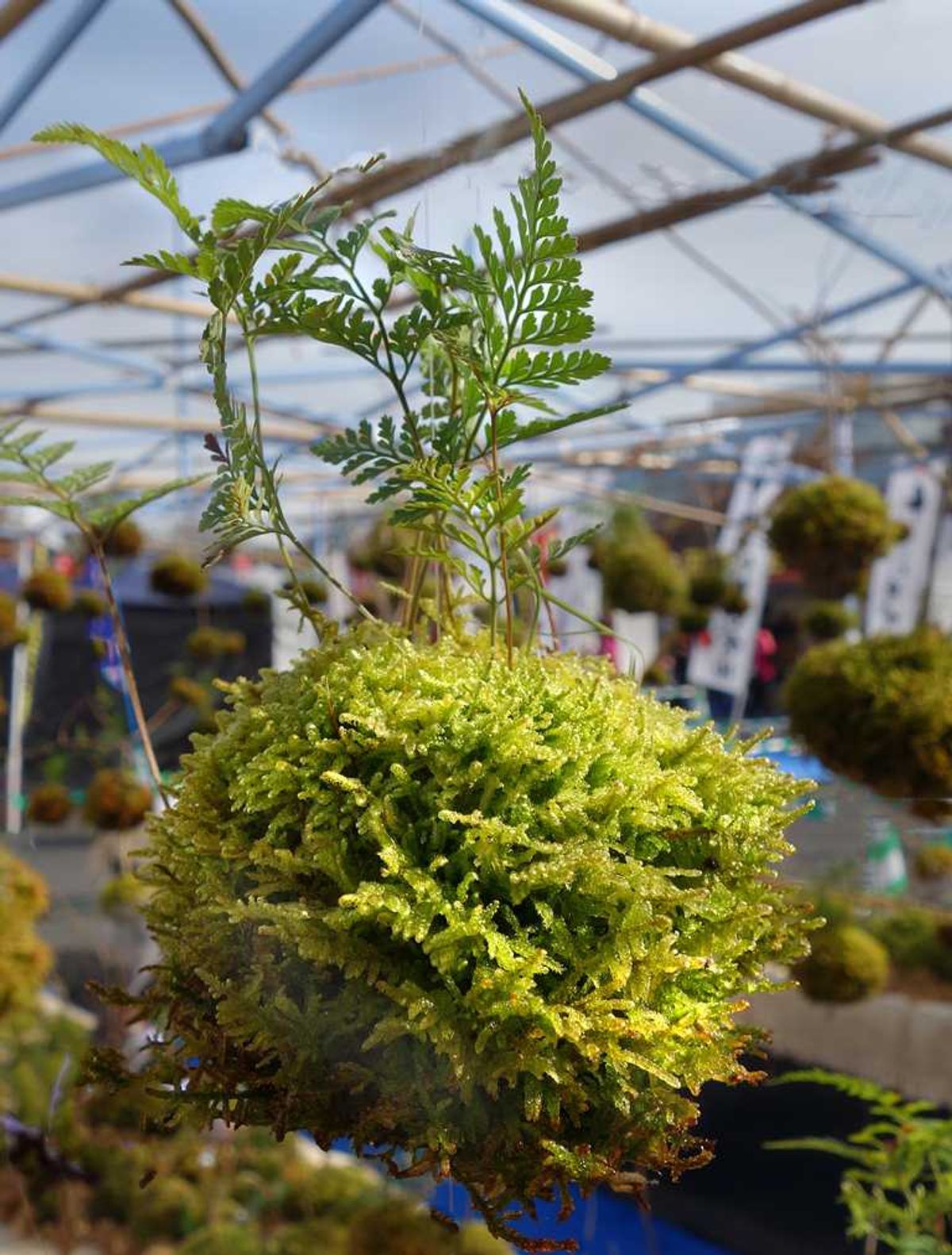 Creating Your Own Kokedama — Seattle's Favorite Garden Store Since