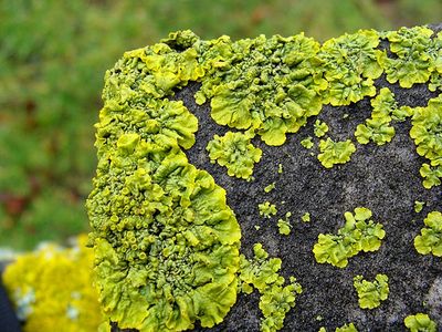 Arboretum Lichens 