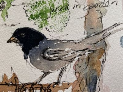 Bird Journals: Capturing Bird Basics with Jude Siegel