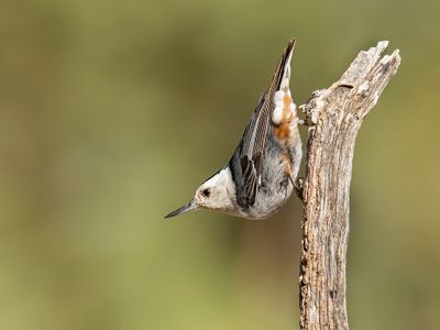 Birding Day: Willamette Birding: Tualatin to the Molalla Rivers
