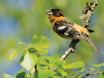 Bird Song Walks at Canemah Bluff Nature Park