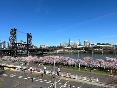 The <a class="event-header fw-bold" href="https://everout.com/portland/events/waterfront-park-cherry-blossoms/e171977/">Waterfront Park Cherry Blossoms</a> pictured last weekend.