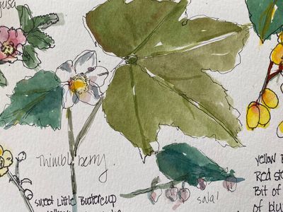 Botanical Sketching in Watercolor and Ink Series: Spring