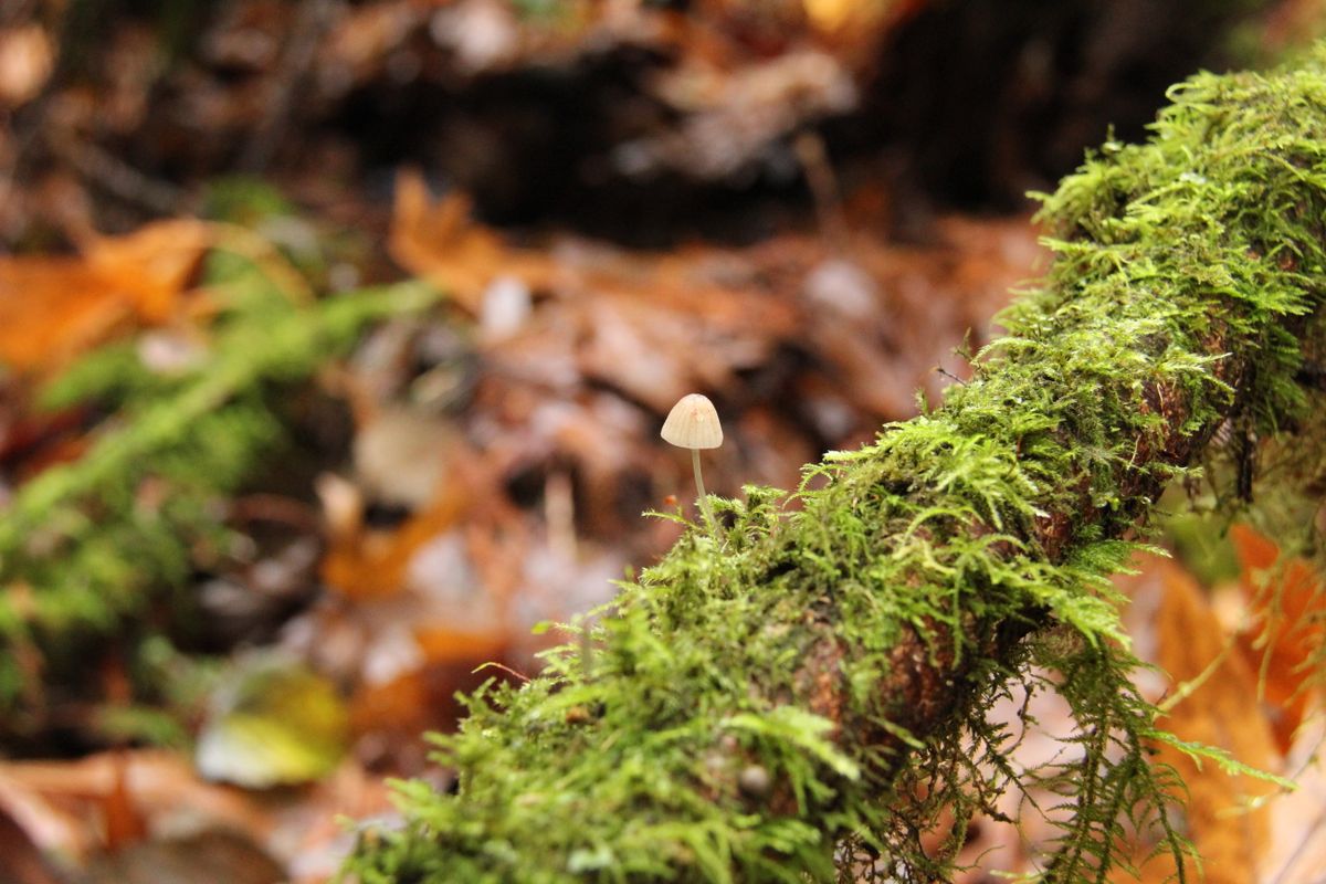 WILD Mountain Trout Fishing & Mushroom Foraging! 72H SOLO Catch, Cook,  Camp!!! 