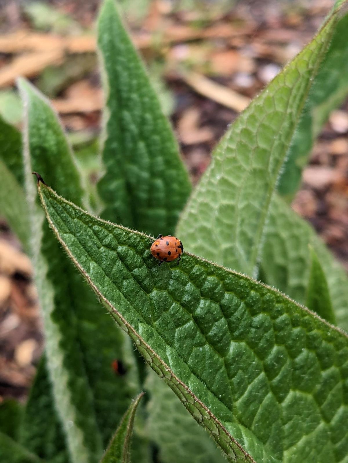 Ladybug Festival: An Earth Day Celebration at Garfield Community Center ...