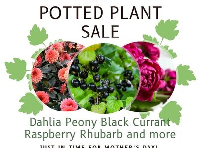 Annual Dahlia Tuber & Plant Sale