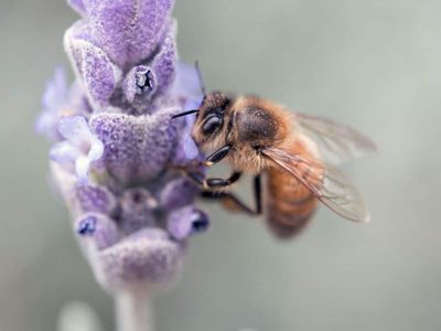 Science Pub: SWARMED! Intelligent Honeybee Behaviors
