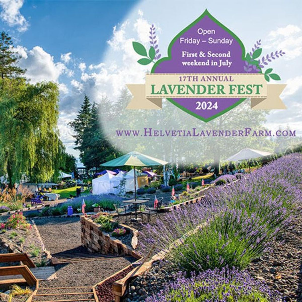 Helvetia Lavender Festival at Helvetia Christmas Tree Farm in Hillsboro, OR Multiple dates