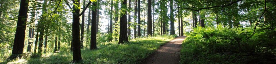 Queer & Trans Community Forest Bathing at Hoyt Arboretum in Portland ...
