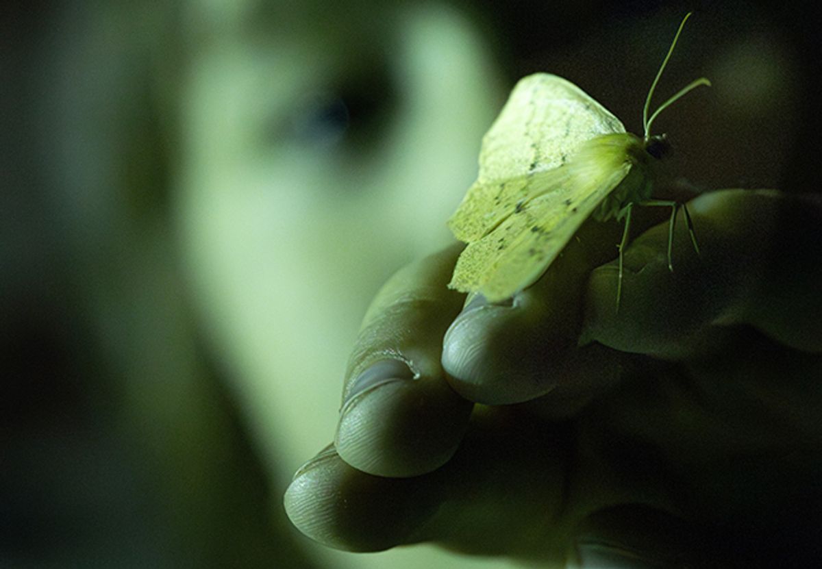 Moth Night at Bellevue Botanical Garden at Bellevue Botanical Garden in ...