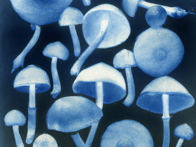 Grow Your Own Psychedelic Mushrooms