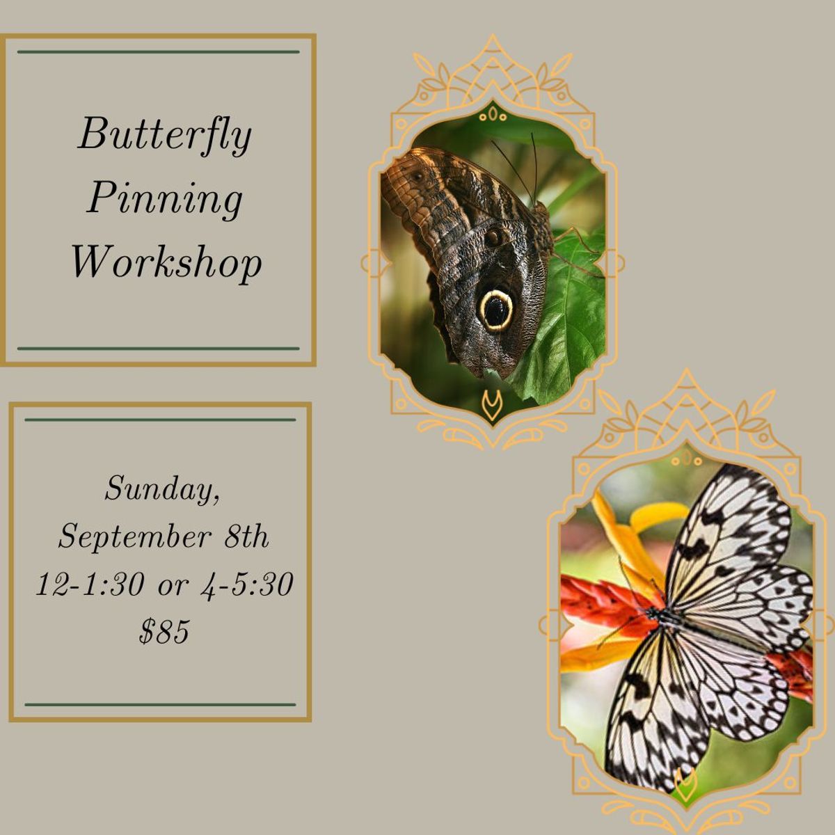 Butterfly Pinning Workshop at Paxton Gate in Portland, Oregon - Sunday ...