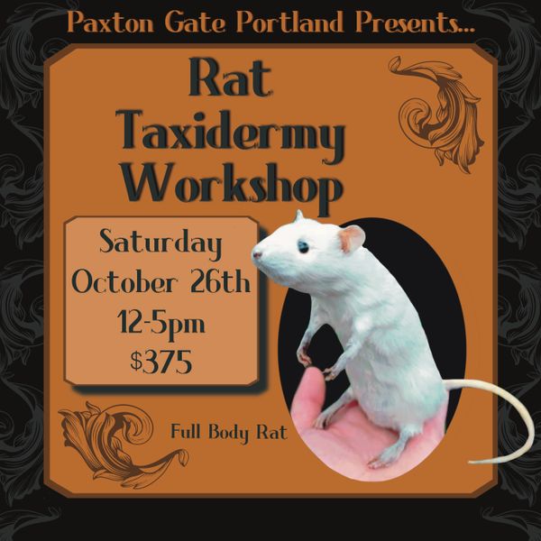 Rat Taxidermy at Paxton Gate in Portland, Oregon Saturday